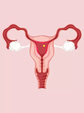 Uterus Function Explained: Why it Matters for Fertility and Women’s Health                                                                               