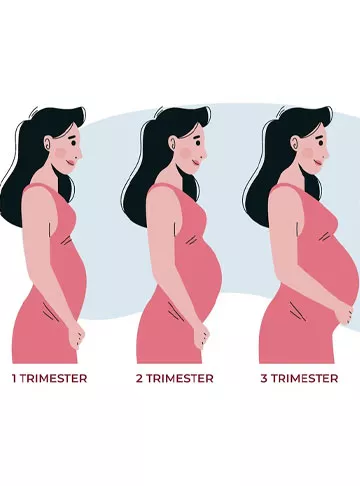 Pregnancy stages week by week