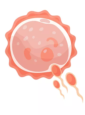 Intracytoplasmic Sperm Injection ICSI Treatment